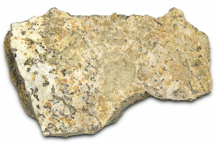 Dinosaur (Triceratops) Frill Shield Section - Montana #366640